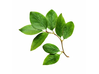 vetvička s lístkami